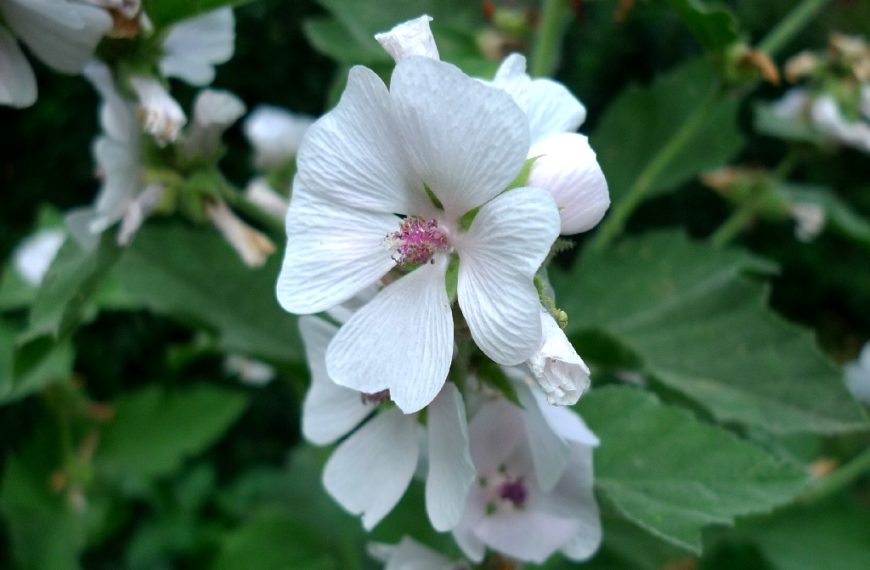Proskurník lékařský (Althaea officinalis)
