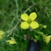 Křez tenkolistý (Diplotaxis tenuifolia)