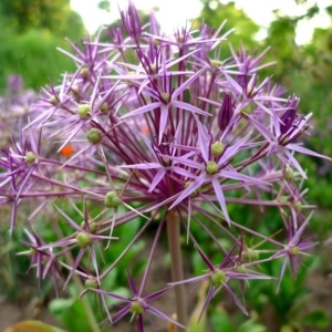 Česnek christophův (Allium christophii)