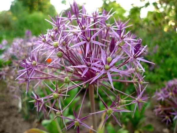 Česnek christophův (Allium christophii)