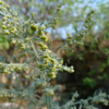 Pelyněk pravý (Artemisia absinthium)