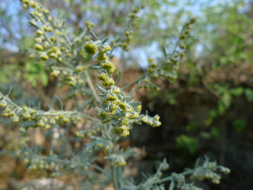 Pelyněk pravý (Artemisia absinthium)