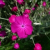 Kohoutek věncový (Lychnis coronaria)