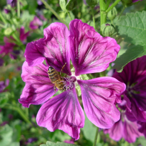 Sléz maurský (Malva mauritiana)