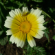 Zlateň věncová (Xanthophthalmum coronarium)