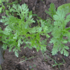 Zlateň věncová (Xanthophthalmum coronarium)