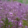 Česnek kýlnatý (Allium carinatum)