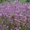 Česnek kýlnatý (Allium carinatum)
