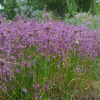 Česnek kýlnatý (Allium carinatum)