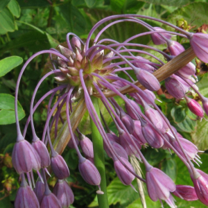 Česnek kýlnatý (Allium carinatum)