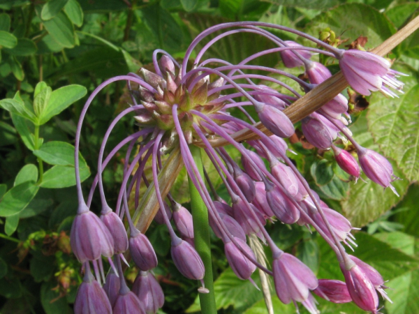 Česnek kýlnatý (Allium carinatum)