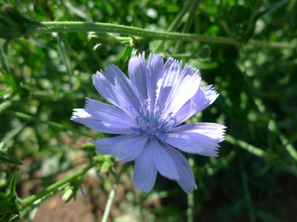 Čekanka obecná (Cichorium intybus)