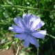 Čekanka obecná (Cichorium intybus)