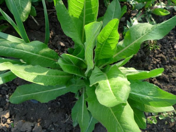 Čekanka obecná (Cichorium intybus)