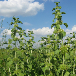 Kablečník obecný (Marrubium vulgare)