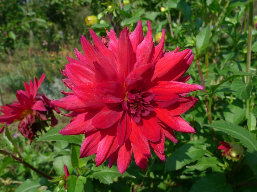 Jiřina (Dahlia)