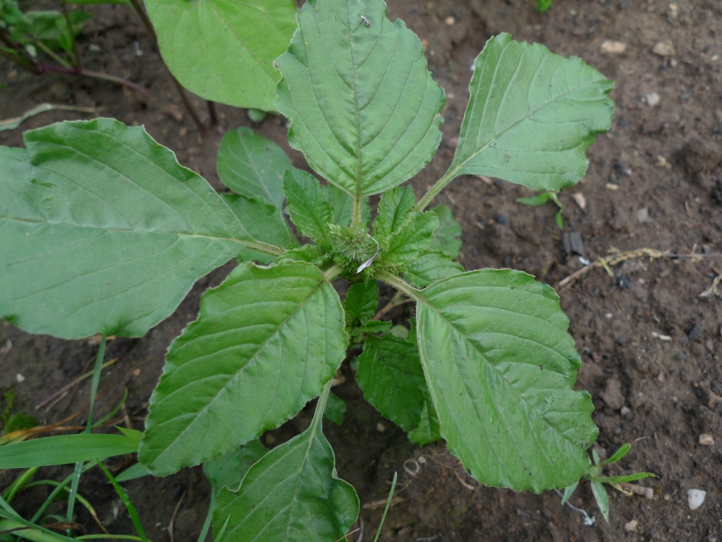 Laskavec ohnutý (Amaranthus retroflexus)