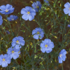 Len vytrvalý (Linum perenne)