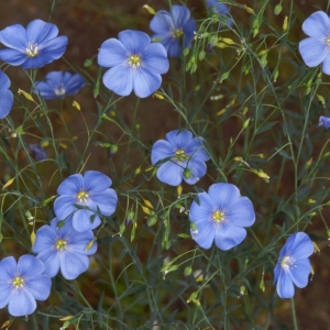 Len vytrvalý (Linum perenne)