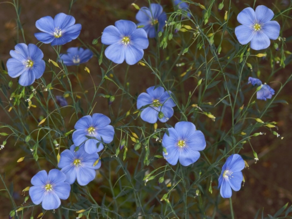 Len vytrvalý (Linum perenne)