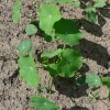 Lichořeřišnice větší (Tropaeolum majus)