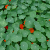 Tropaeolum majus