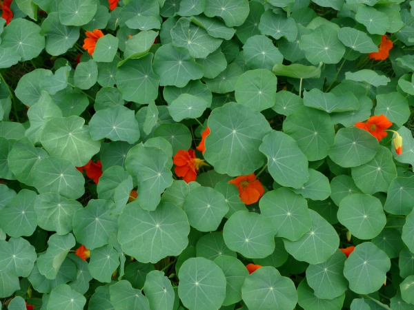 Tropaeolum majus