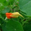 Lichořeřišnice větší (Tropaeolum majus)