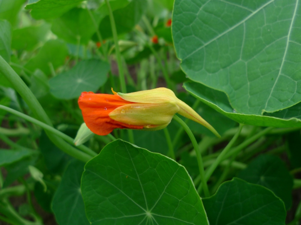 Lichořeřišnice větší (Tropaeolum majus)