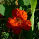 Lichořeřišnice větší (Tropaeolum majus)