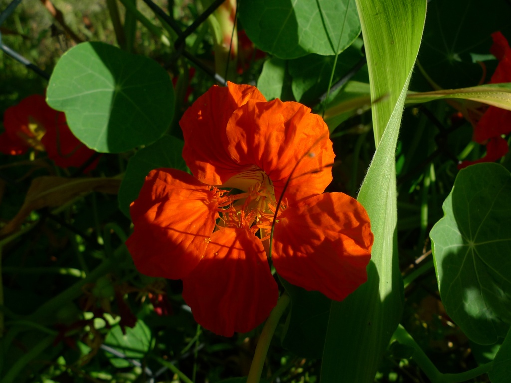 Lichořeřišnice větší (Tropaeolum majus)