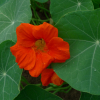 Lichořeřišnice větší (Tropaeolum majus)