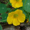 Lichořeřišnice větší (Tropaeolum majus)