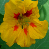 Lichořeřišnice větší (Tropaeolum majus)