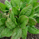 Šťovík zahradní (Rumex patientia )