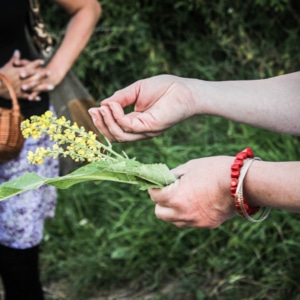 Svatojánská noc a magické býlí