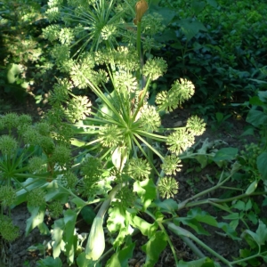 Andělika lékařská (Angelica archangelica)