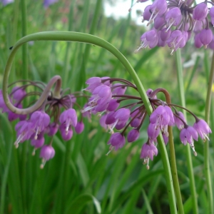 Česnek převislý (Allium cernuum)