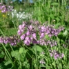 Česnek převislý (Allium cernuum)