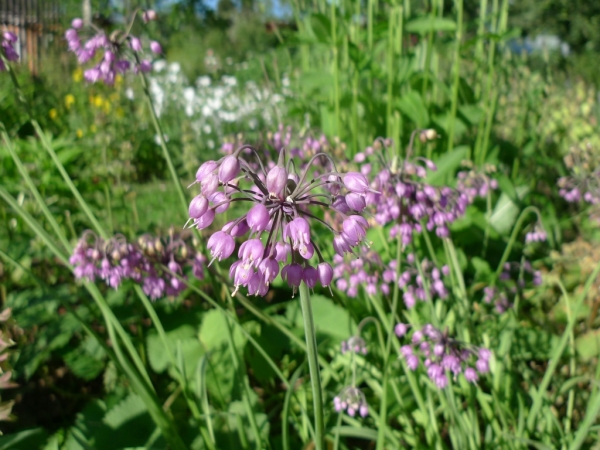 Česnek převislý (Allium cernuum)