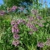 Česnek převislý (Allium cernuum)