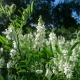 Jestřabina lékařská (Galega officinalis)