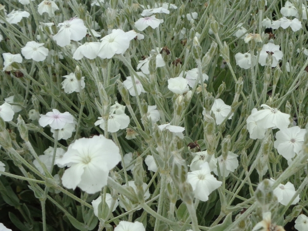 Kohoutek věncový (Lychnis coronaria)