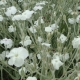 Kohoutek věncový (Lychnis coronaria)