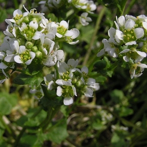 Lžičník lékařský (Cochlearia officinalis)