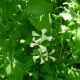Roketa setá (Eruca sativa)
