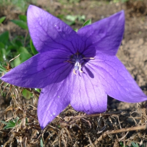 Boubelka velkokvětá (Platycodon grandiflorus)