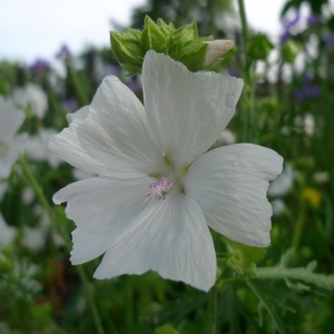 Sléz pižmový (Malva moschata)