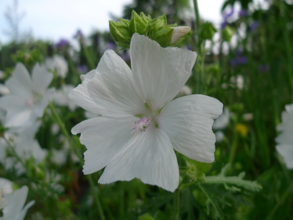 Sléz pižmový (Malva moschata)