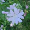 Sléz pižmový (Malva moschata)